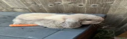 Mini Lop rabbits for sale: Mini Lops - Advert 3