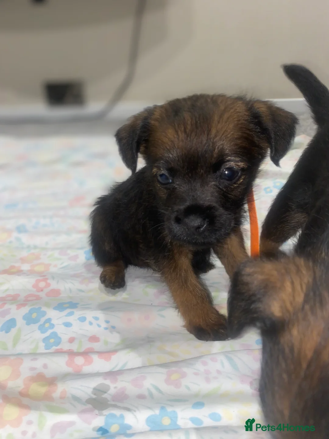 Border Terrier dogs for sale: 4 beautiful border terrier boys left  - Advert 6