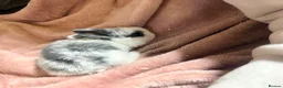 Mini Lop rabbits for sale: Pure Mini lops - Advert 10