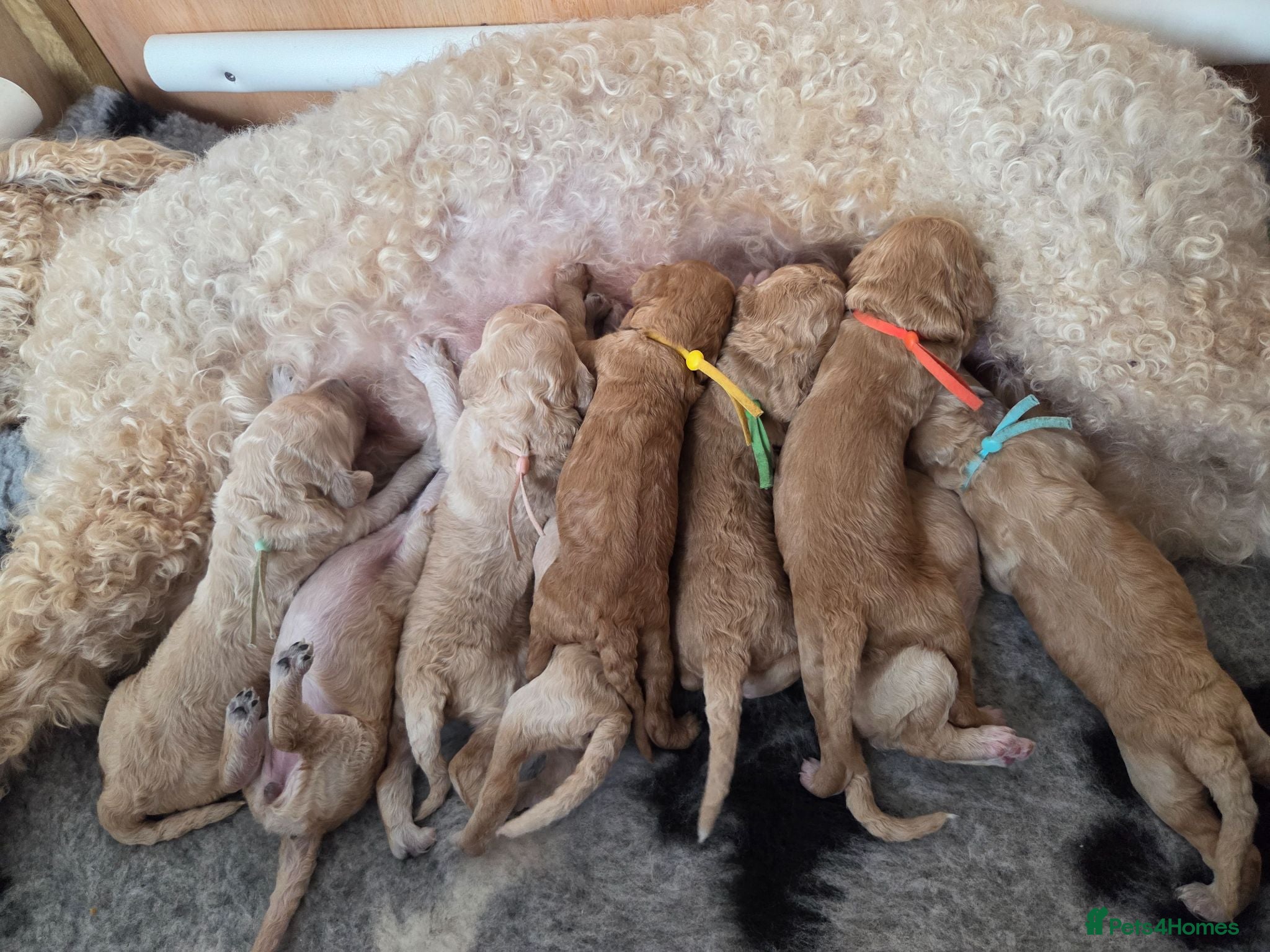 Labradoodle dogs MultiGen Labradoodle Puppies - Advert 16