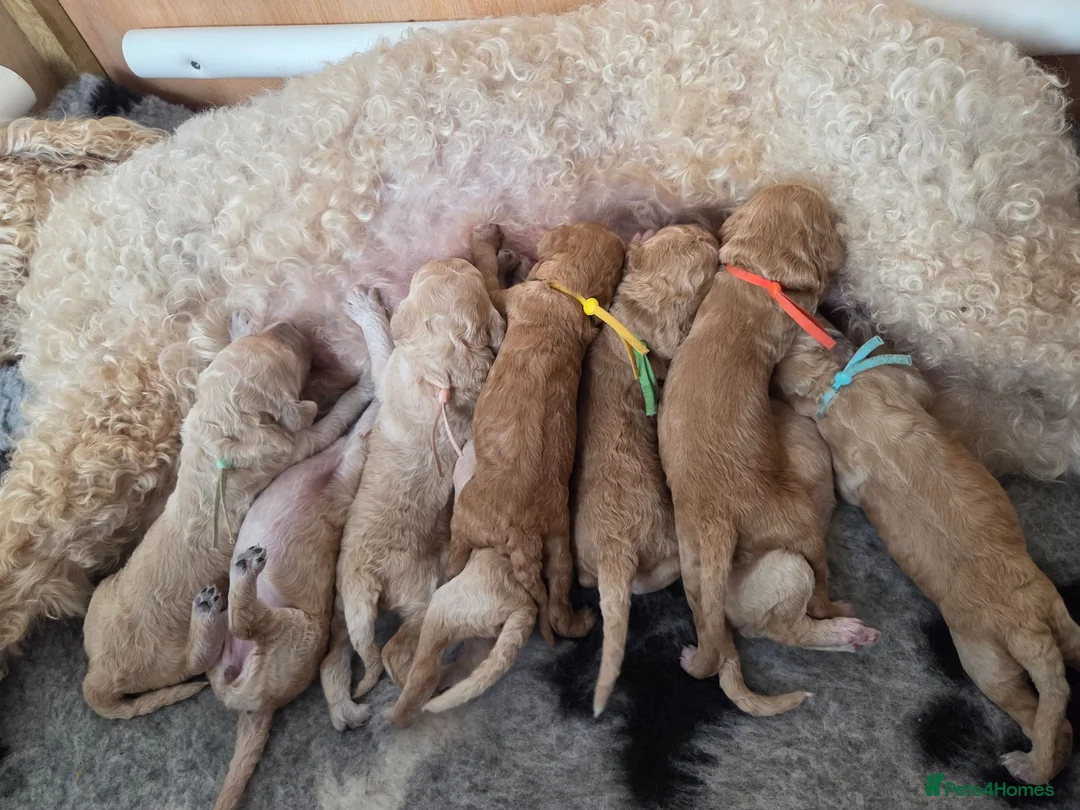 Labradoodle dogs for sale: MultiGen Labradoodle Puppies - Advert 1