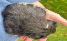 Guinea Pig rodents for sale: 6 baby boy guinea pigs available - Image 2