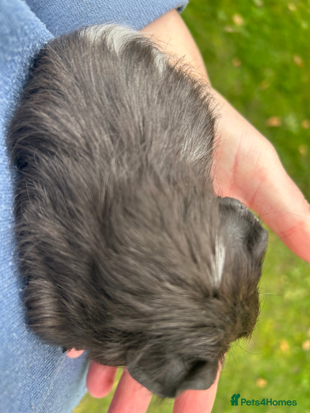 Guinea Pig rodents for sale: 6 baby boy guinea pigs available - Image 2