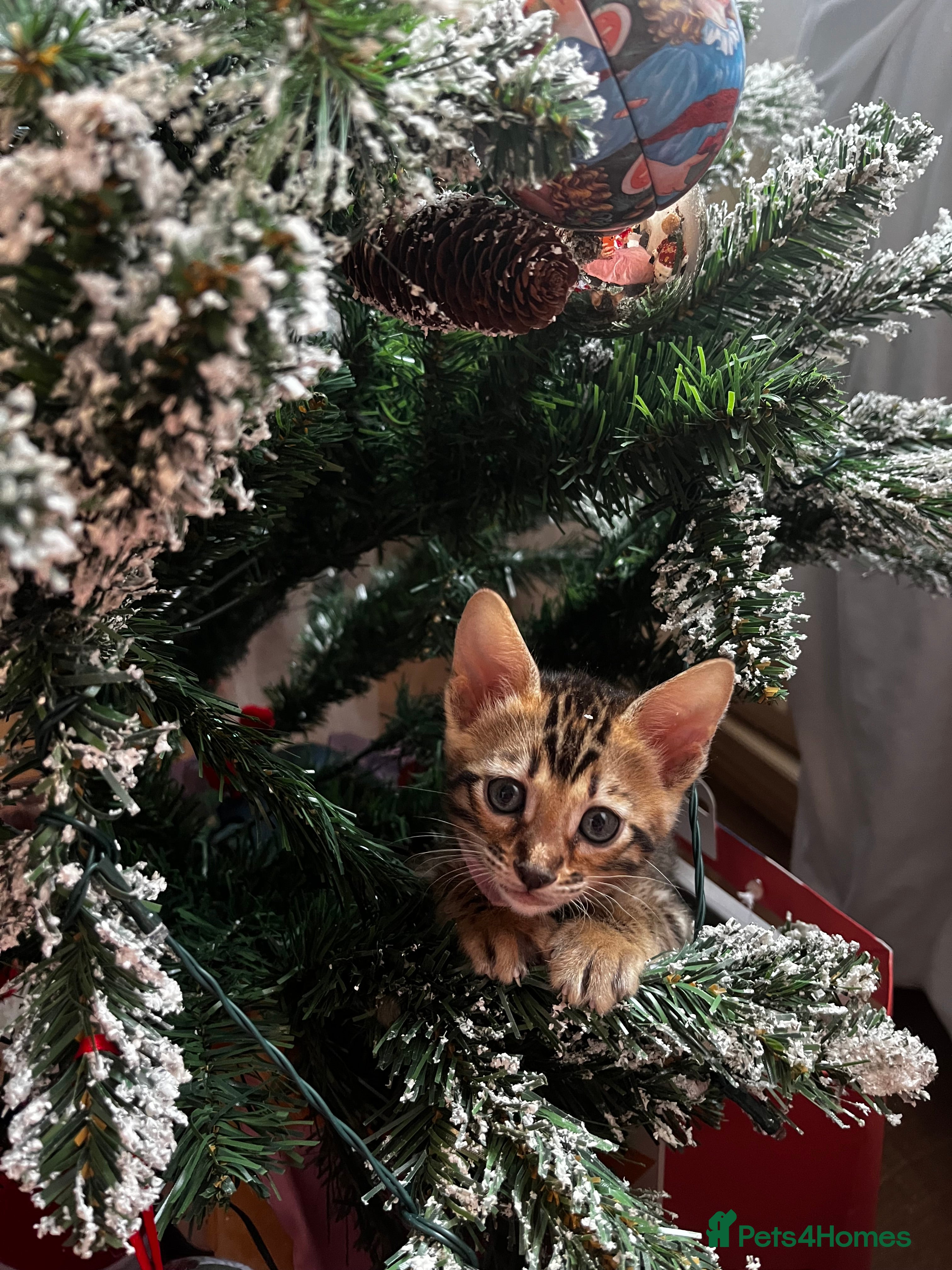 Bengal cats Beautiful bengal kittens for sale, 1girl available - Advert 8