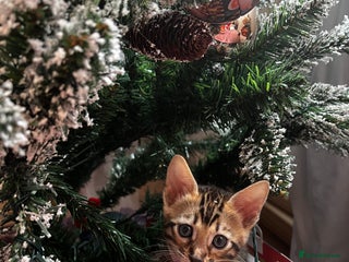 Bengal cats Beautiful bengal kittens for sale, 1girl available - Advert 8