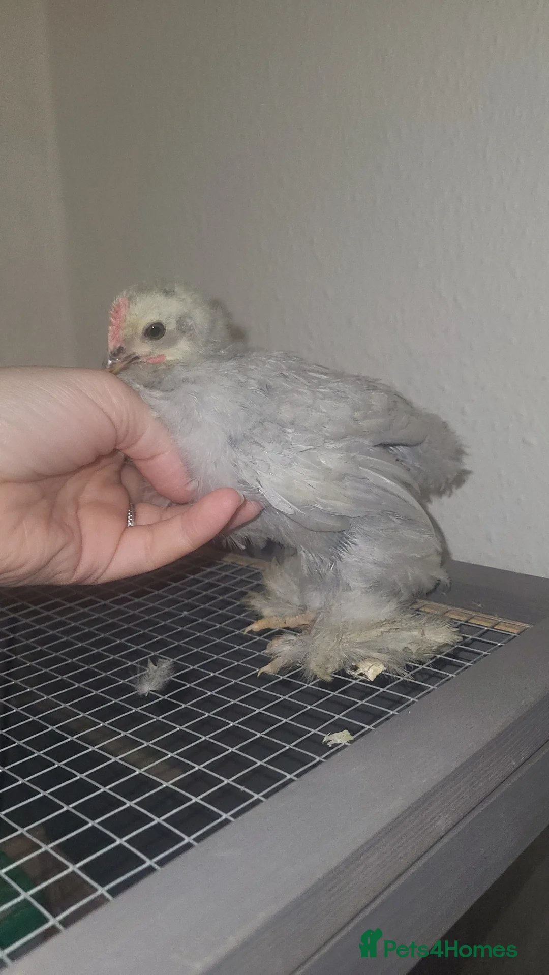 Chickens poultry for sale: Beautiful pekin chickens - Advert 1