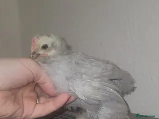 Chickens poultry Beautiful pekin chickens - Advert 4