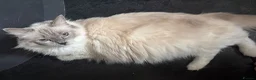 Ragdoll cats for sale: Adorable Gccf registered kittens  in Wakefield - Advert 26