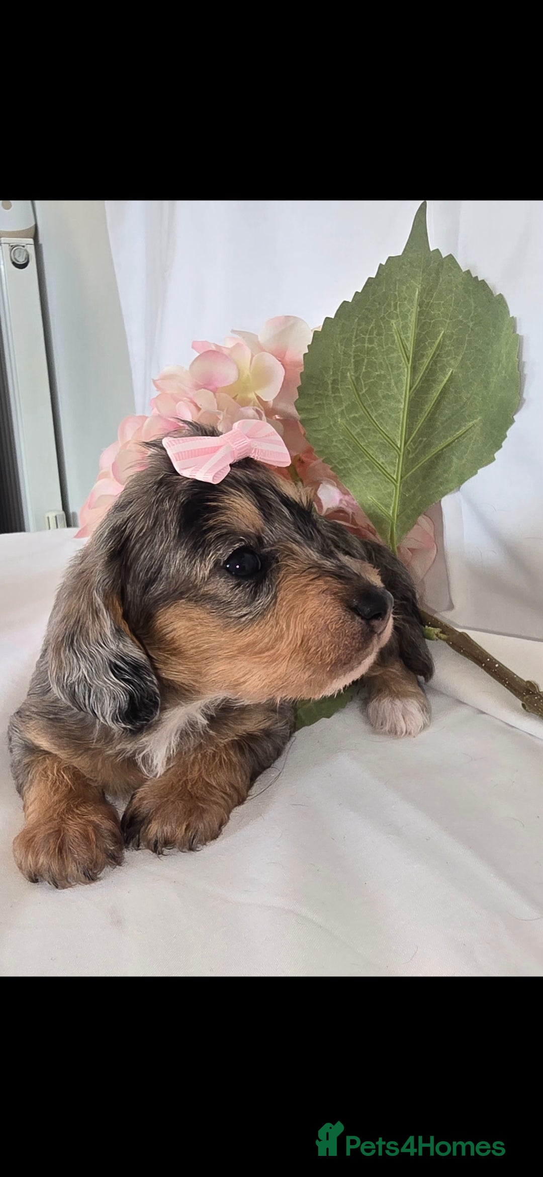 Mixed Breed dogs for sale:  miniature dachshund cross toy poodle doxiepoo   - Image 12