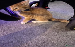 Domestic Shorthair cats for sale: Pumpkin - Image 2