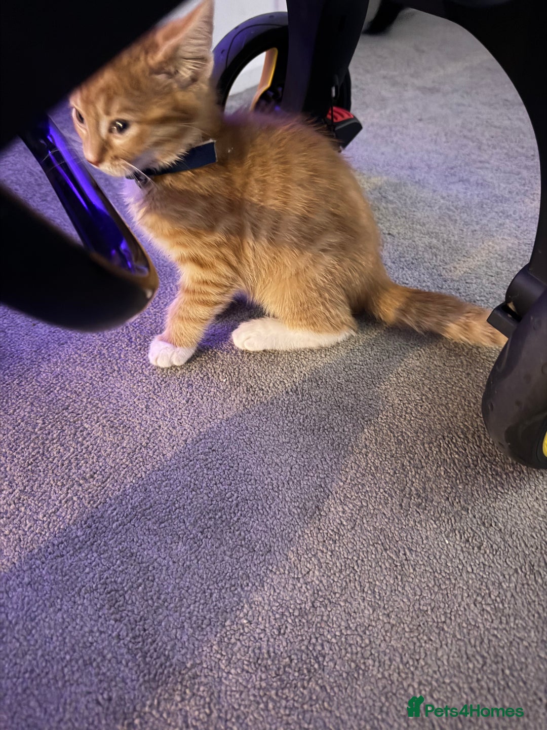 Domestic Shorthair cats for sale: Pumpkin - Image 2