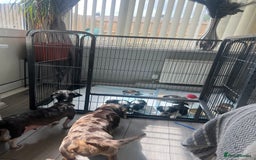 Shih Tzu dogs for sale: Imperial shih tzus ready now - Image 4