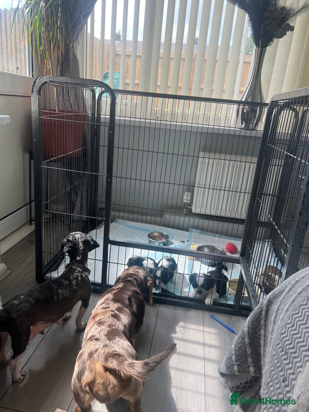 Shih Tzu dogs for sale: Imperial shih tzus ready now - Image 4