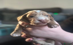 Cocker Spaniel dogs for sale: Cocker spaniel puppies  - Advert 9