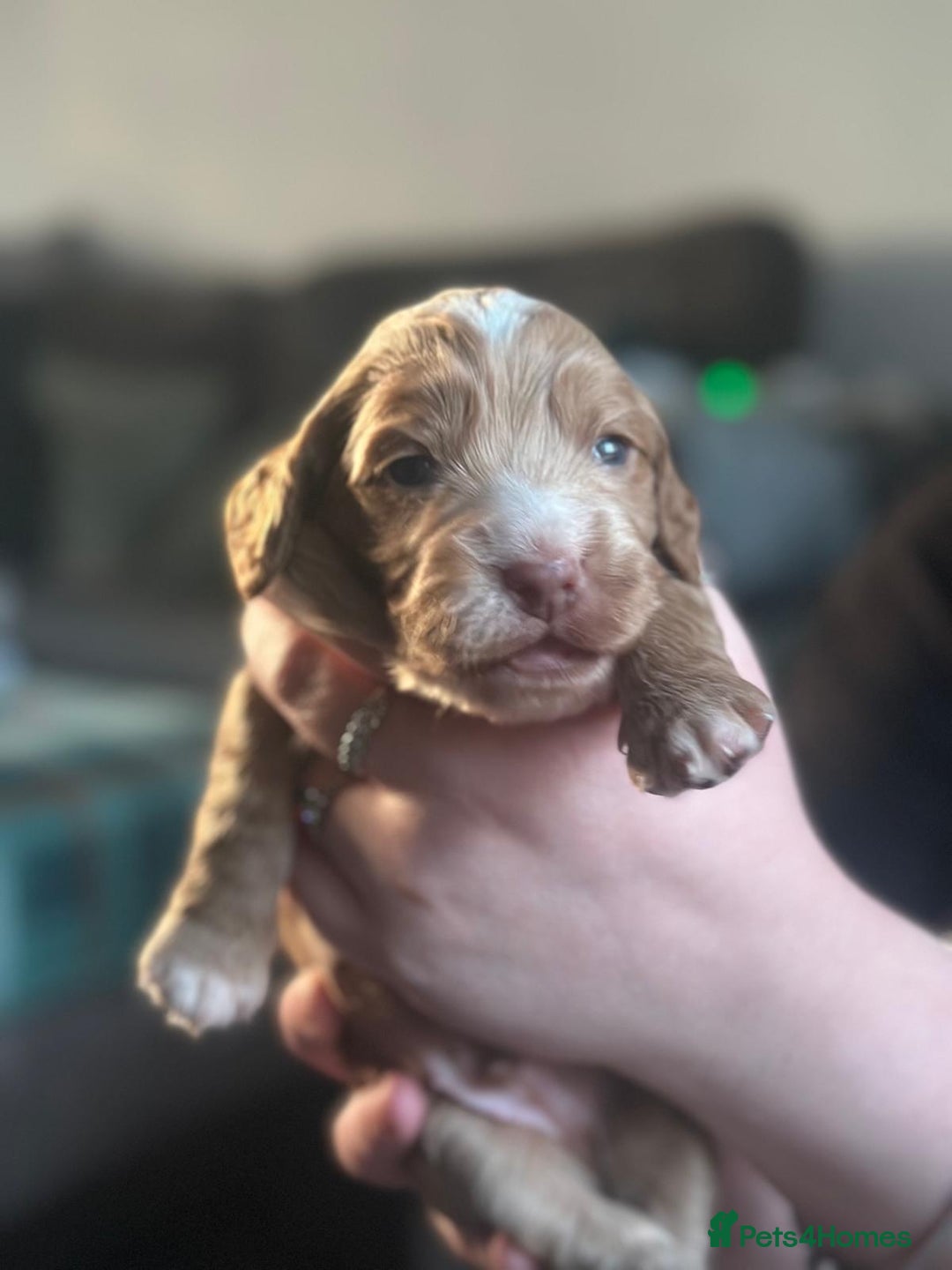 Cocker Spaniel dogs for sale: Cocker spaniel puppies  - Advert 9