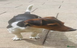 Jack Russell dogs for stud: Stud Jack Russell  - Image 1