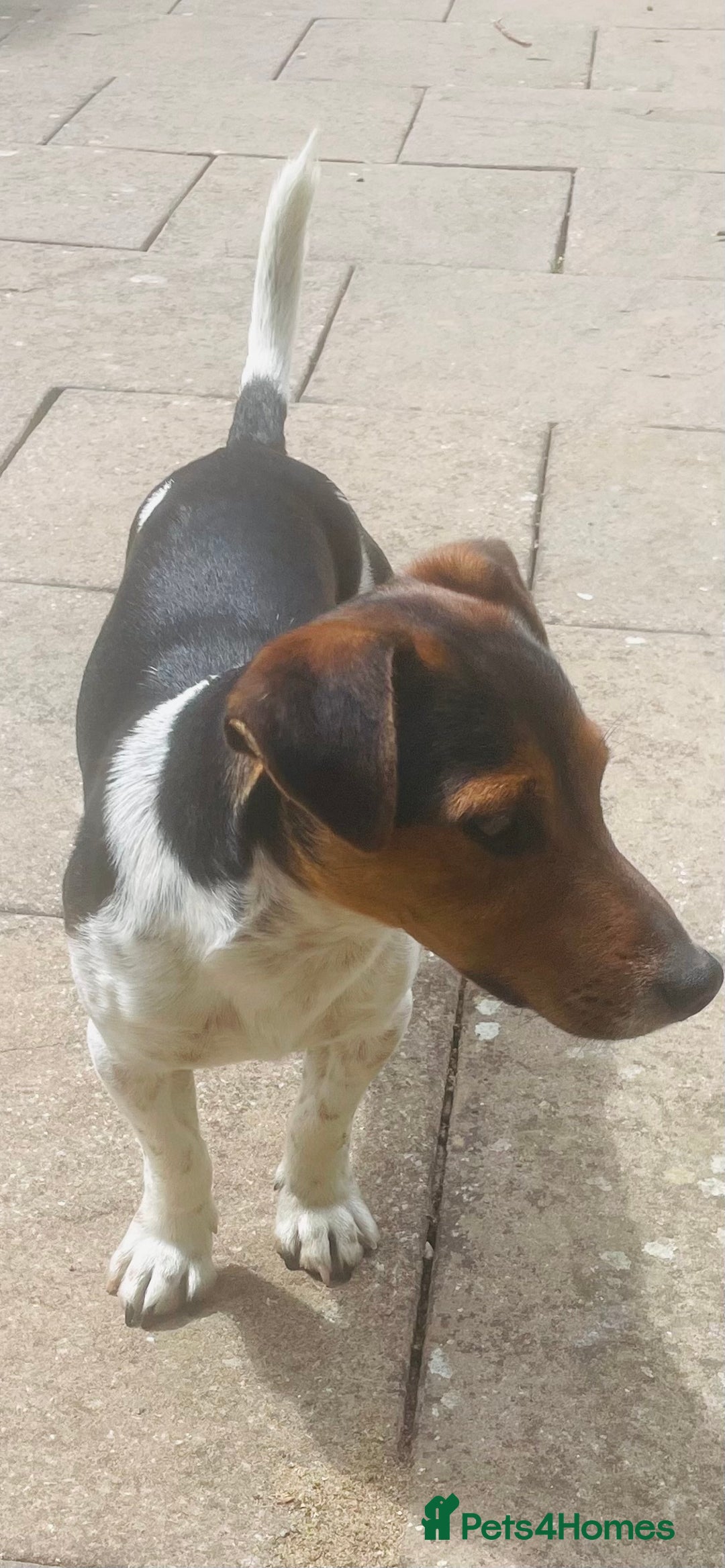 Jack Russell dogs for stud: Stud Jack Russell  - Image 1