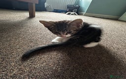 Domestic Shorthair cats for sale: 10 week old kittens - Image 9