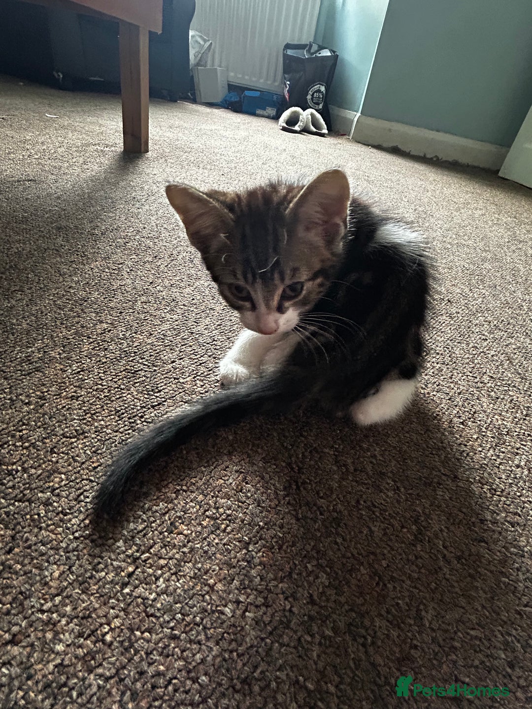 Domestic Shorthair cats for sale: 10 week old kittens - Image 9