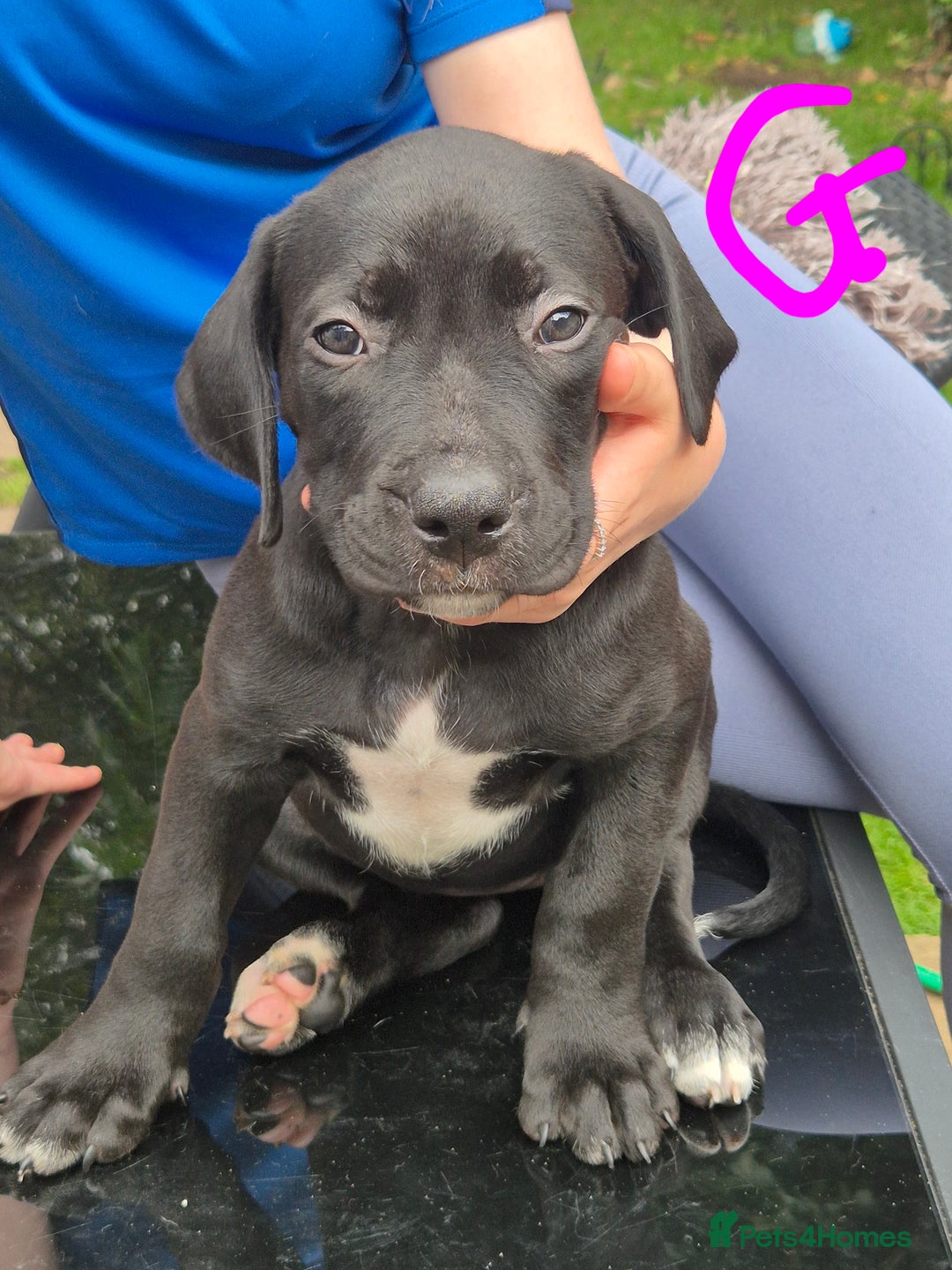 American Bully dogs for sale: American Bully Pups for sale - Image 30