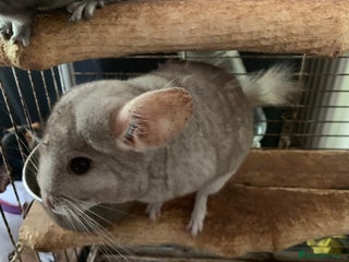 Chinchilla rodents - Advert 36