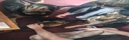 German Shepherd dogs for sale: 2x Male German Shepherd puppies for sale - Advert 2