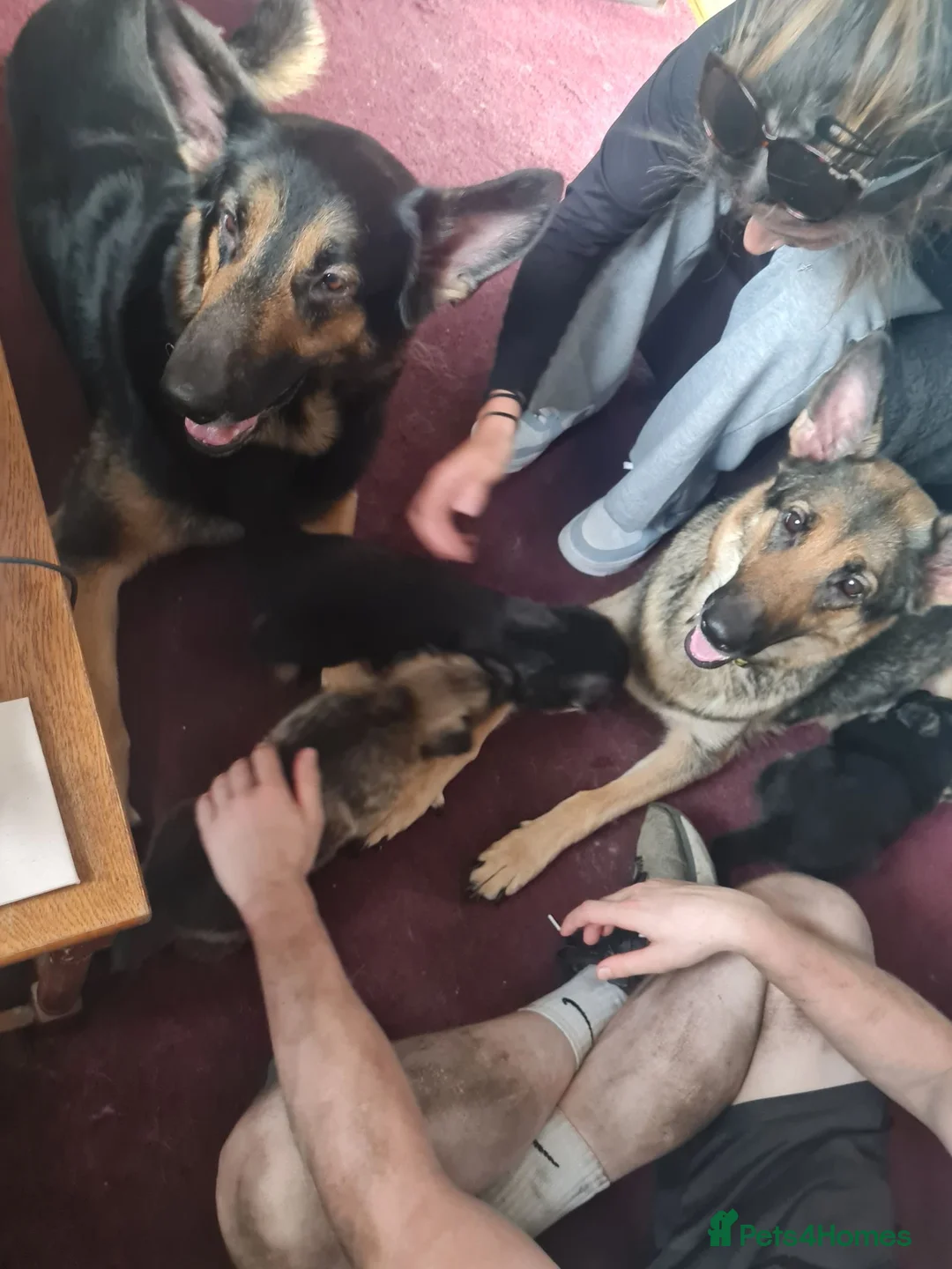 German Shepherd dogs for sale: 2x Male German Shepherd puppies for sale - Advert 2