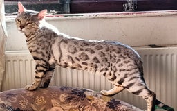 Bengal cats for sale: Bengal Adolescent & Young Adult Entire Males - Image 2