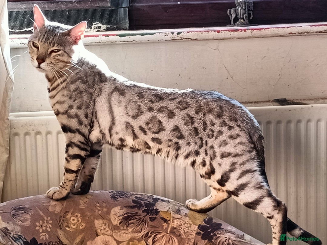 Bengal cats for sale: Bengal Adolescent & Young Adult Entire Males - Image 2
