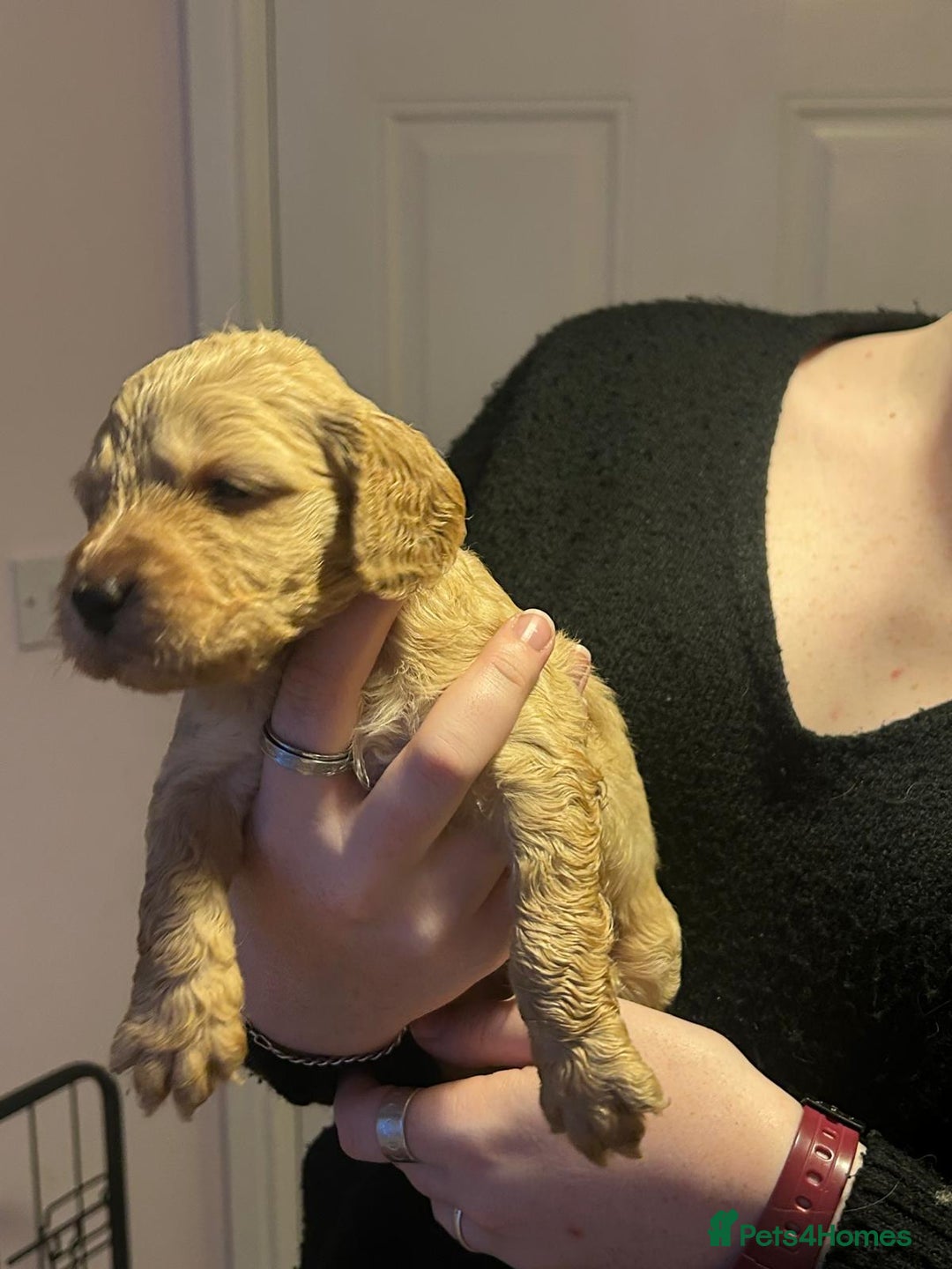 Cockapoo dogs for sale: 8 gorgeous F1 Cockapoos - Advert 37