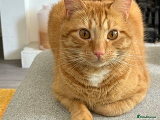 Domestic Shorthair cats - Advert 32