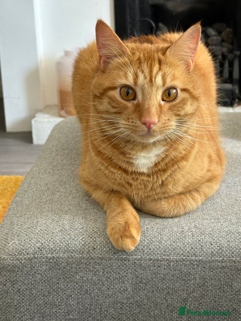 Domestic Shorthair cats - Advert 17