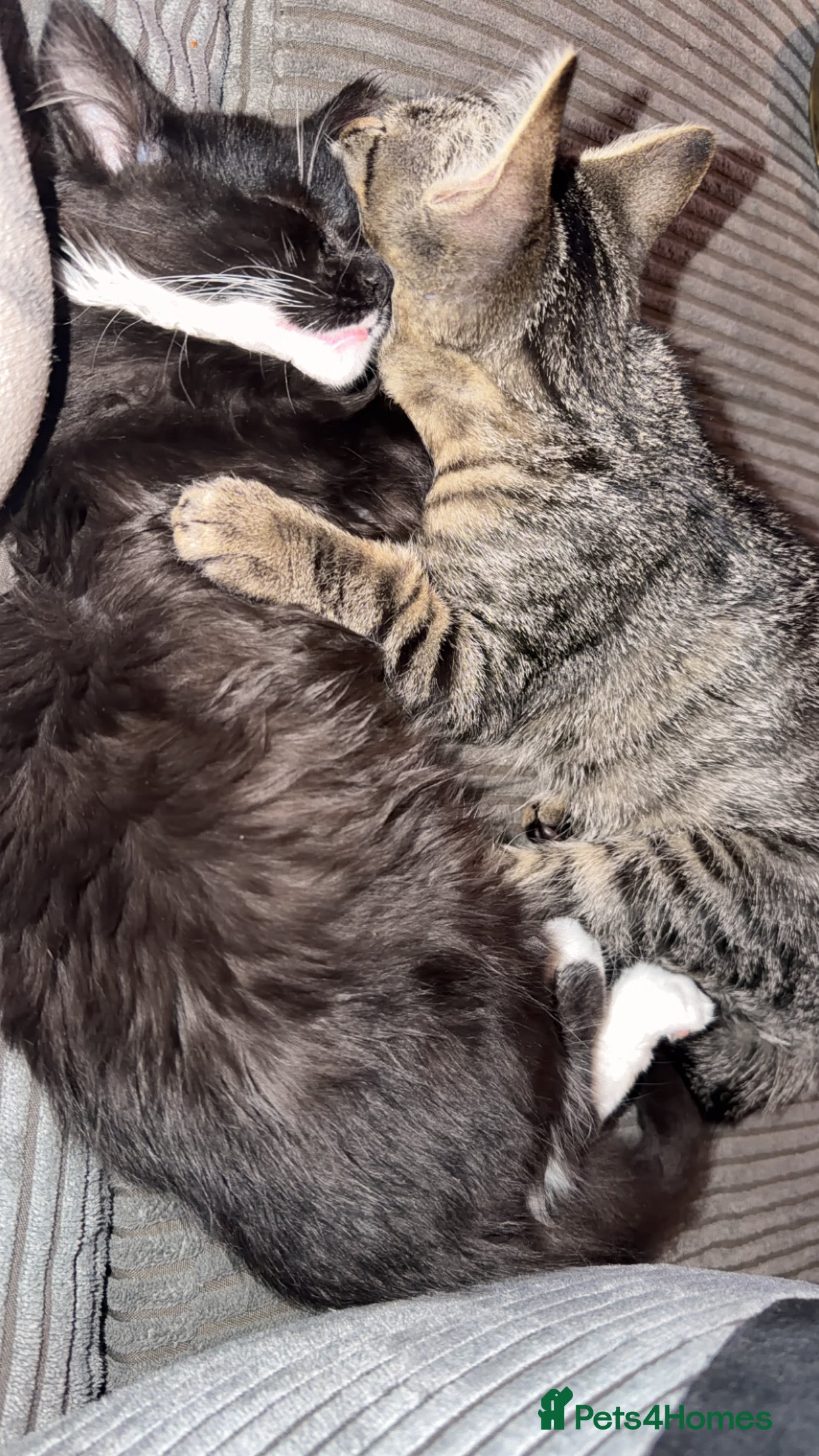 Mixed Breed cats Male and female must go together  - Advert 2