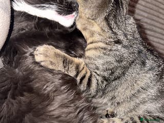 Mixed Breed cats Male and female must go together - Advert 6