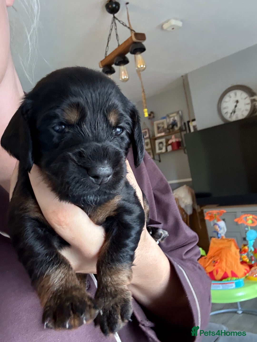 Cockapoo dogs for sale: F1B cockapoo puppies - Image 6