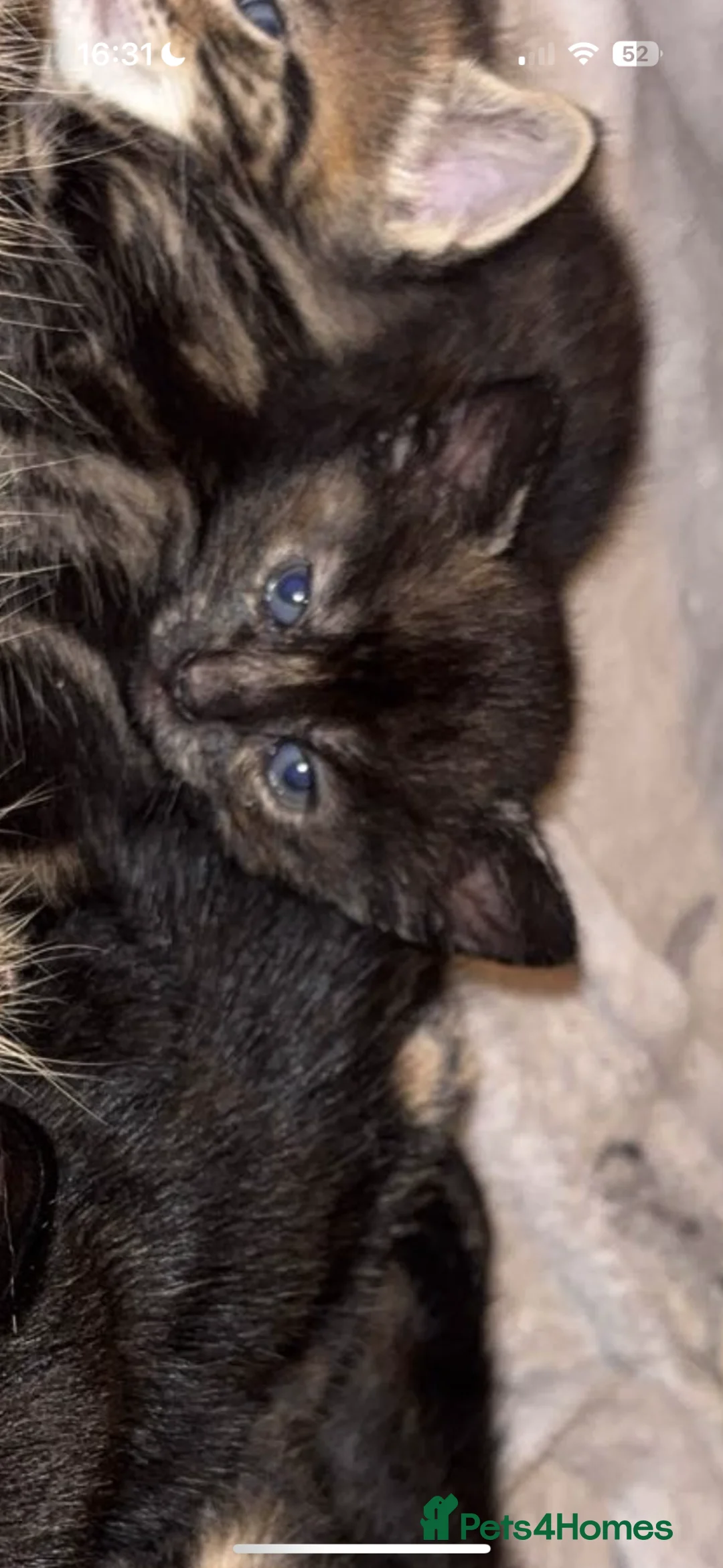 Mixed Breed cats for sale: 2 female mixed breed kittens  - Advert 2