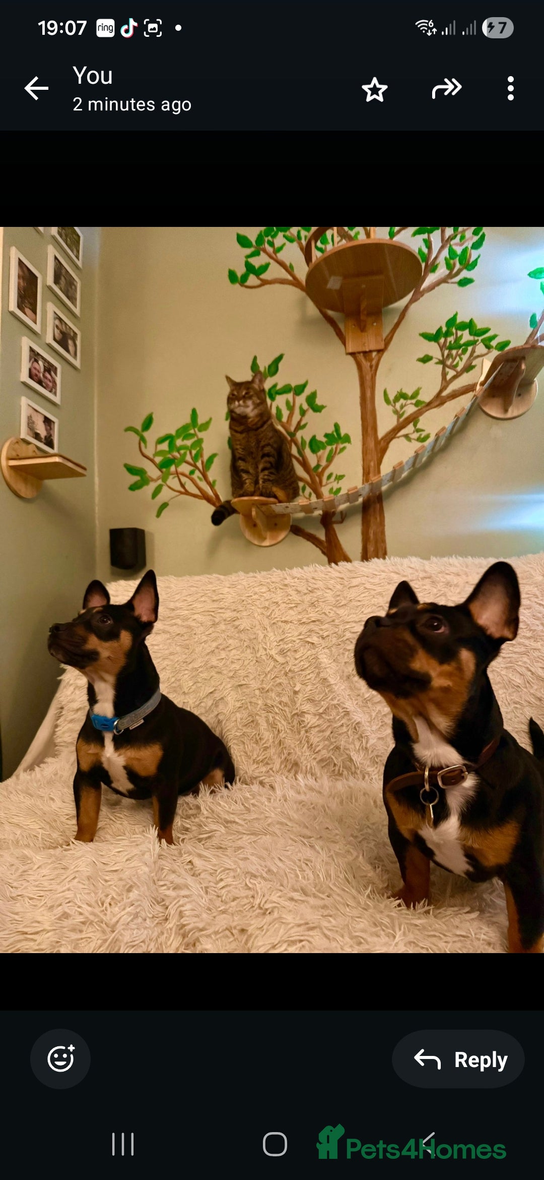 Mixed Breed dogs for sale: French bulldog x jack russell - Advert 4