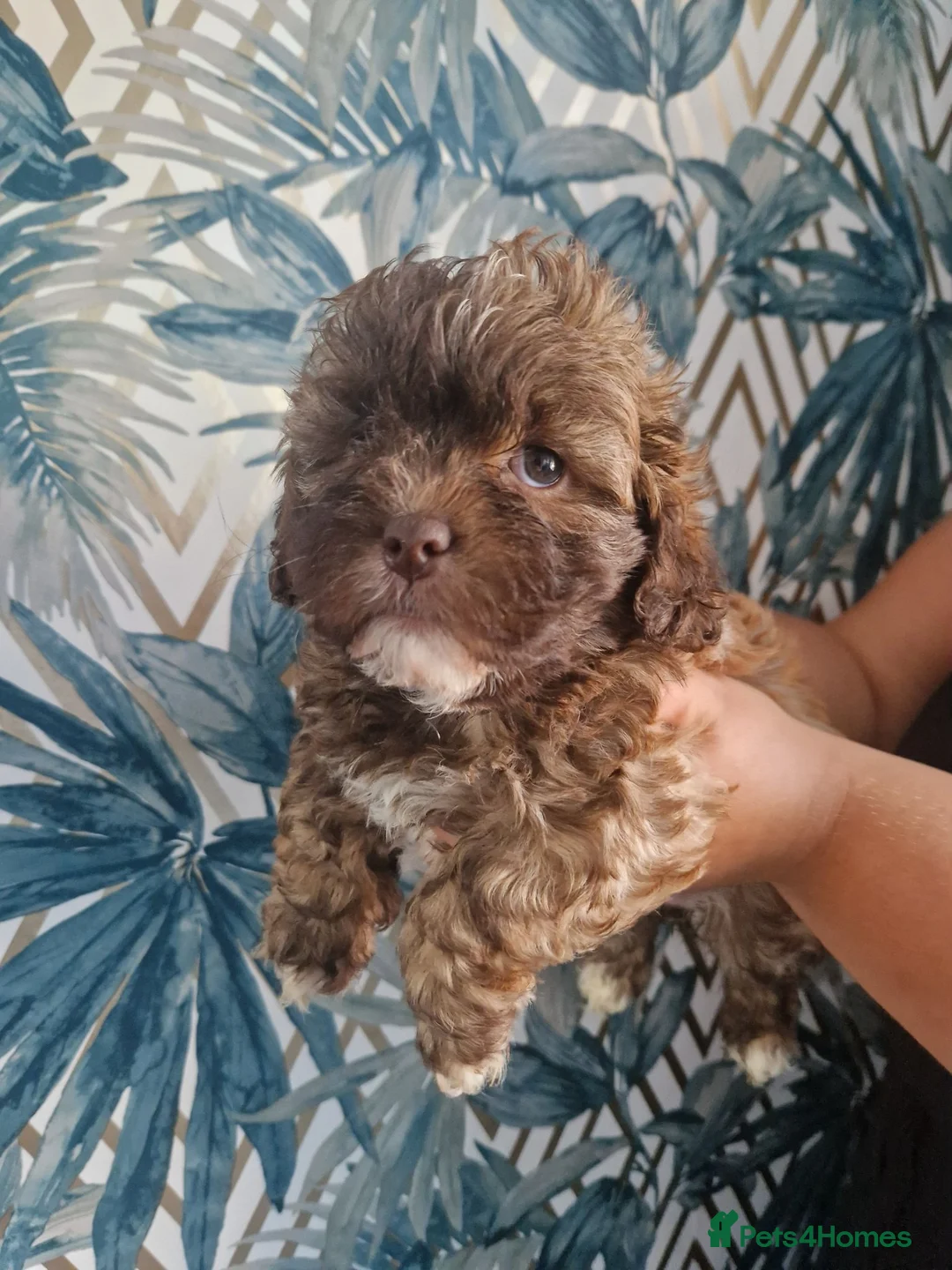 Shihpoo dogs for sale: Beautiful shih poo puppies for sale - Advert 1
