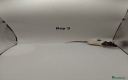 Rat rodents for sale: NOV: 18 Rats For Sale - Advert 3