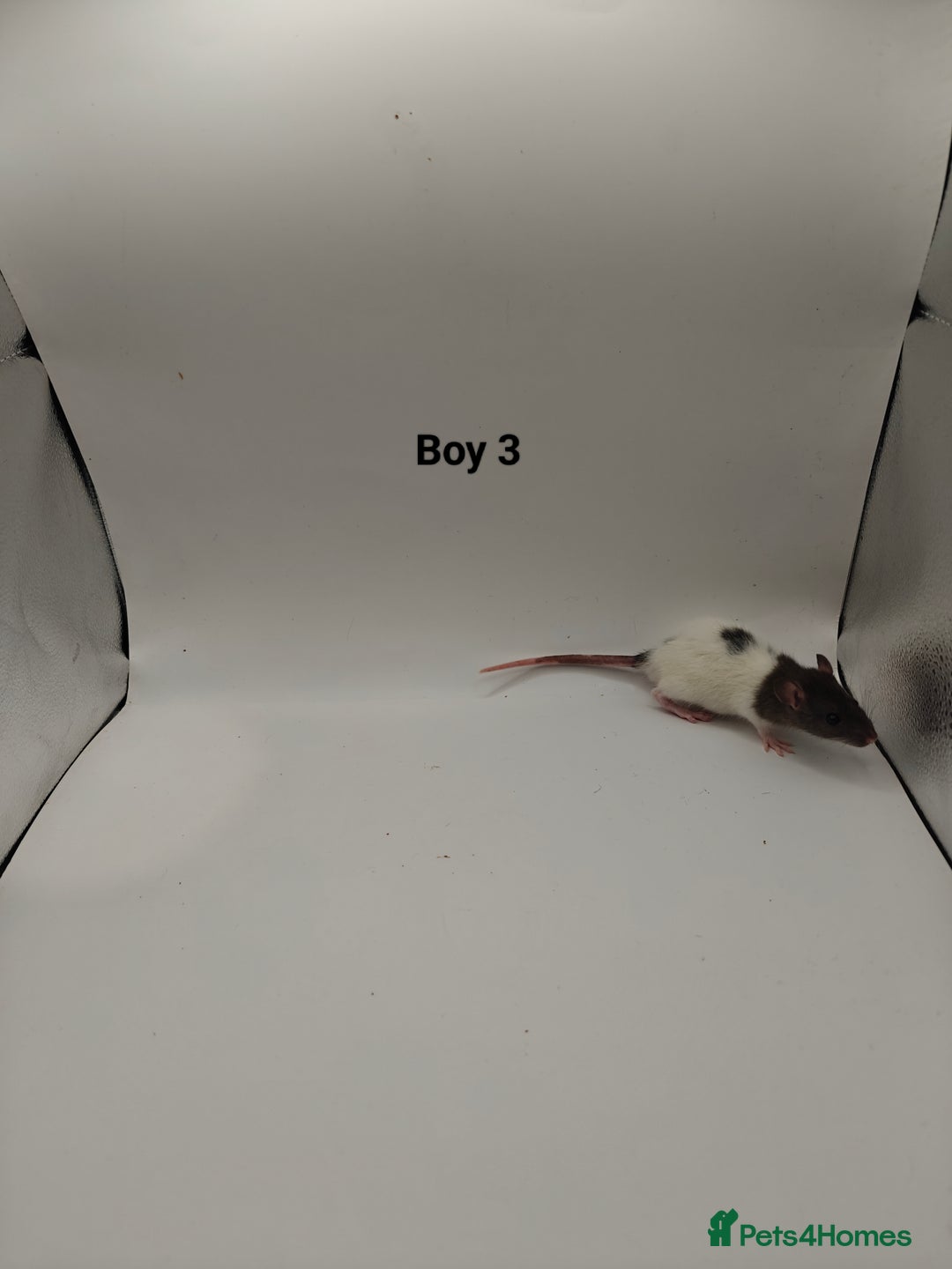 Rat rodents for sale: NOV: 18 Rats For Sale - Advert 3