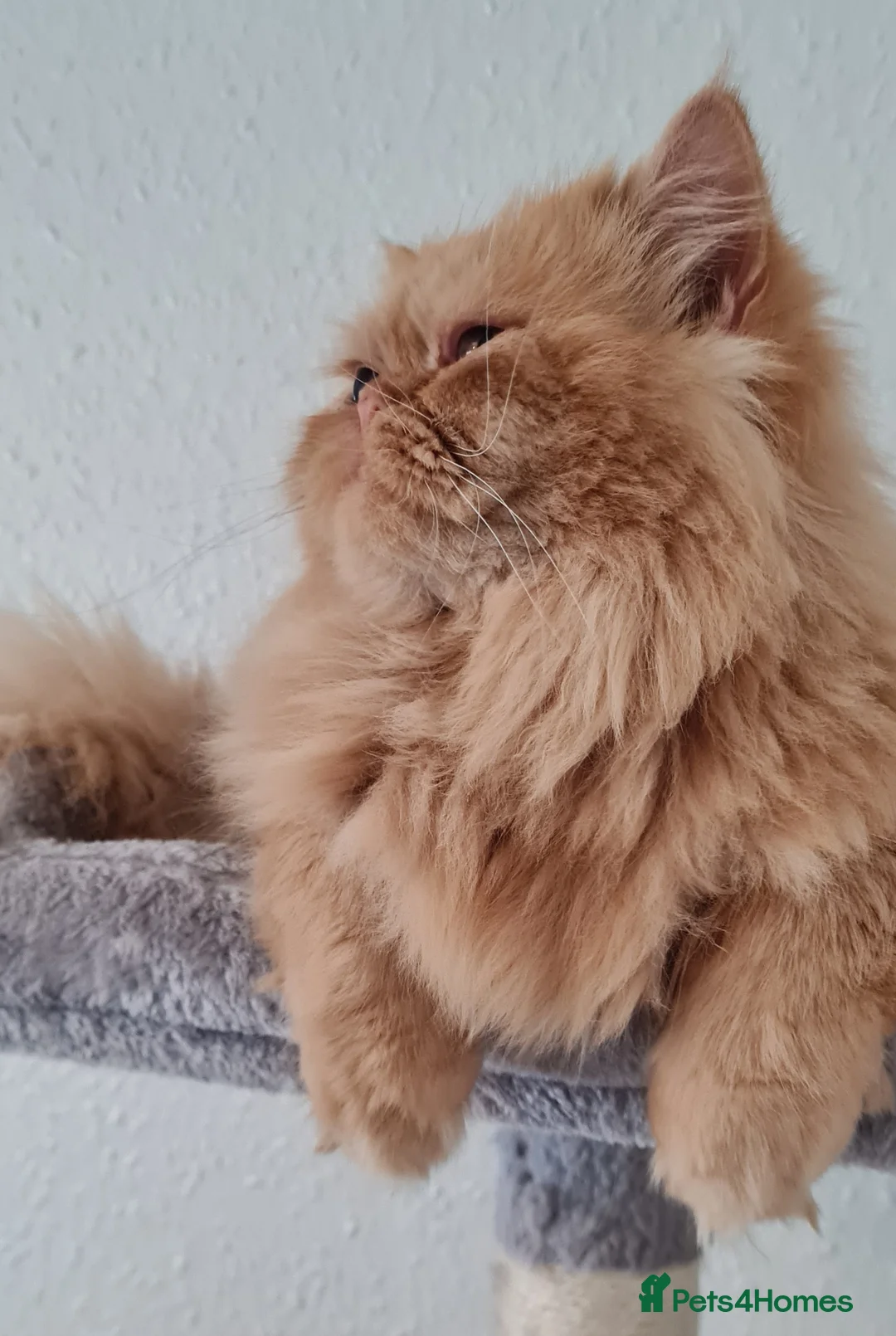 Persian cats for stud: Persian stud service  - Advert 2