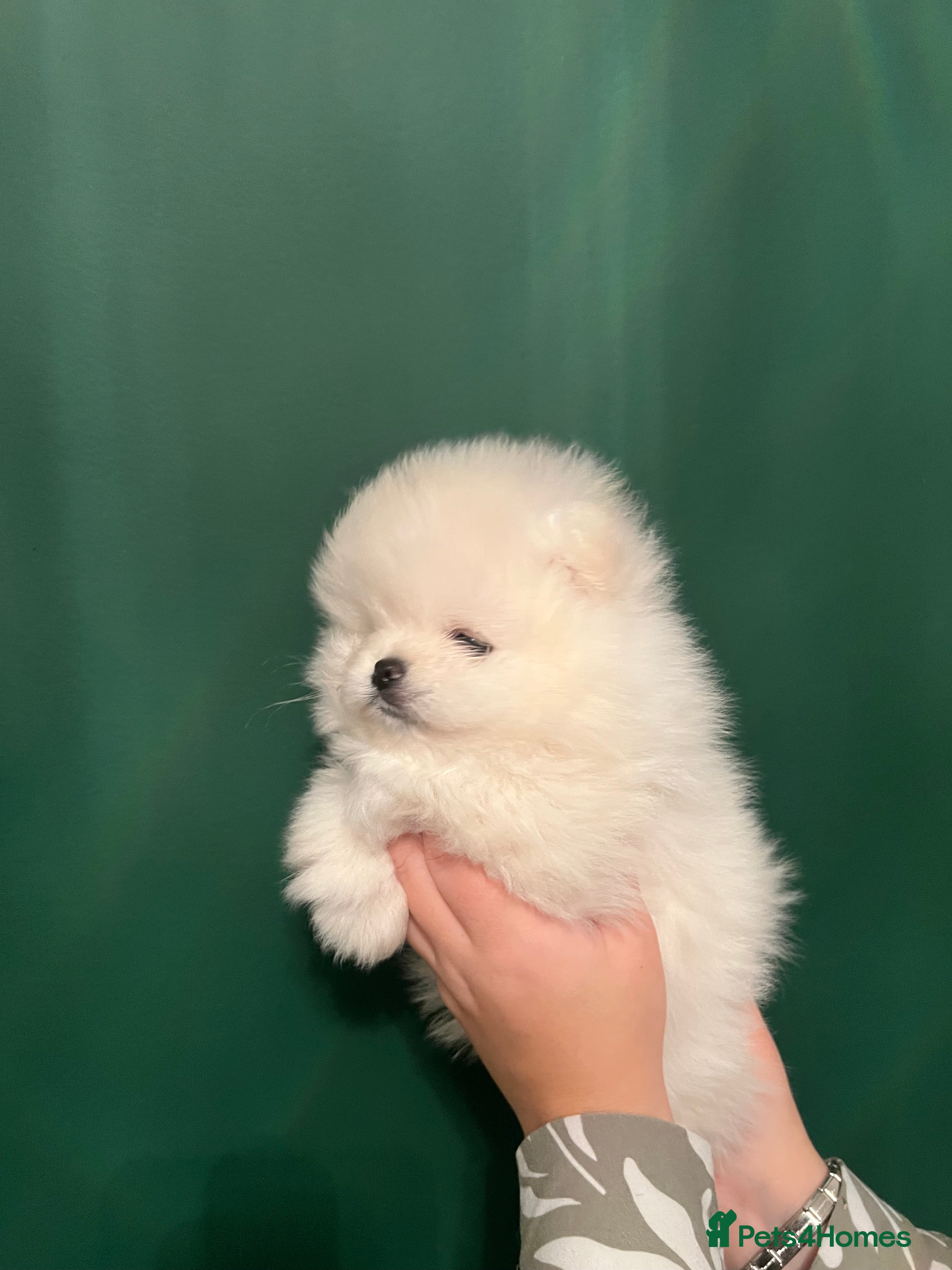 Pomeranian dogs Beautiful White Pomeranian Puppy  - Advert 2