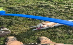 Chihuahua dogs for sale: Looking for a Loving Home for My Two babies - Image 2