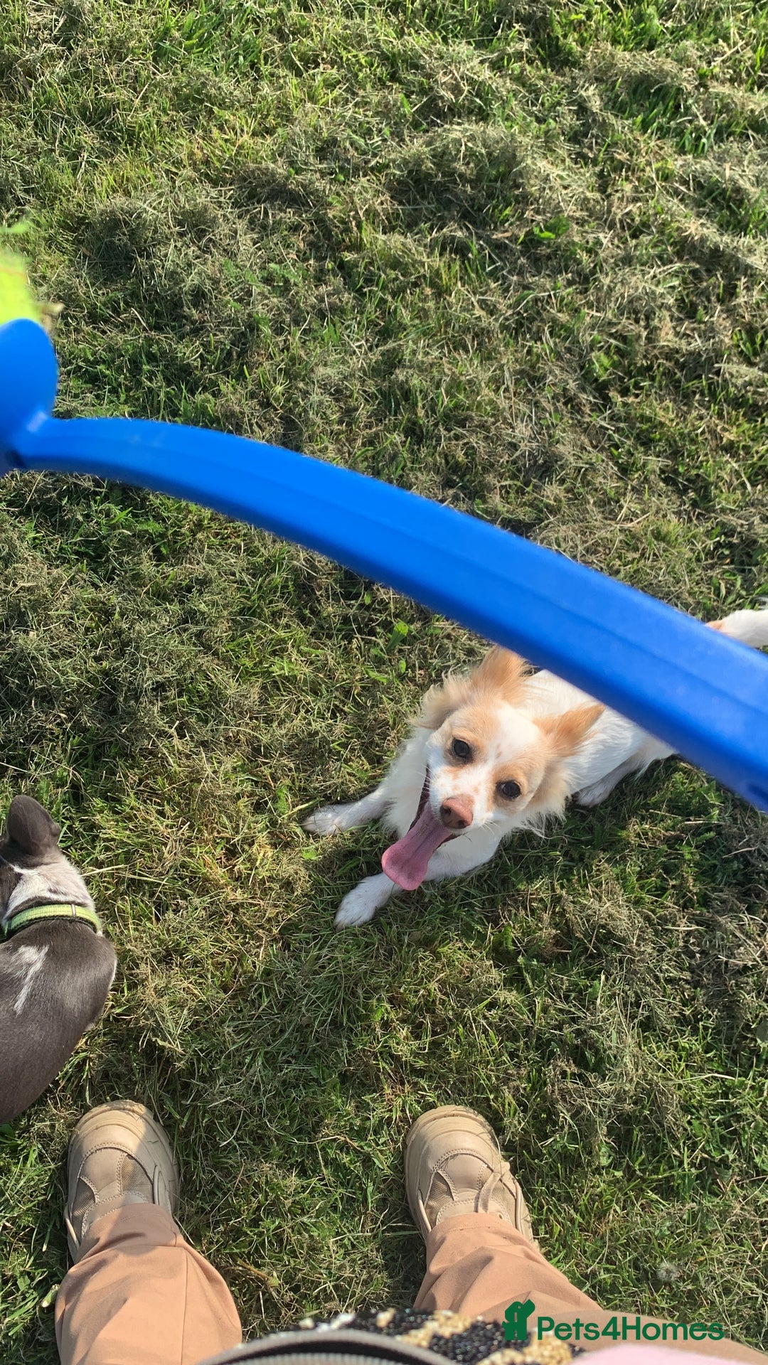 Chihuahua dogs for sale: Looking for a Loving Home for My Two babies - Image 2