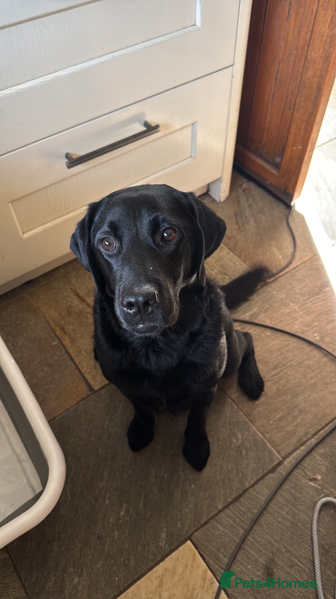 Labrador Retriever dogs for sale: KC Reg Pups, Excellent Pedigree, Ready This Week - Image 13