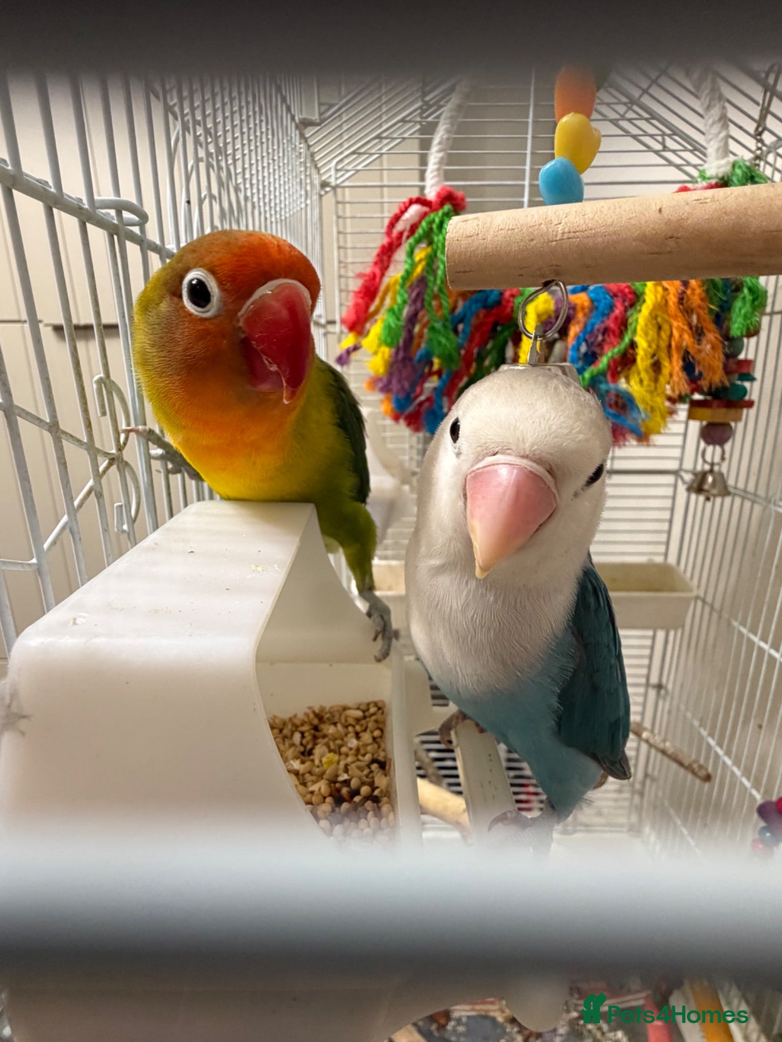Lovebirds birds 2 lovebirds plus cage - Advert 1