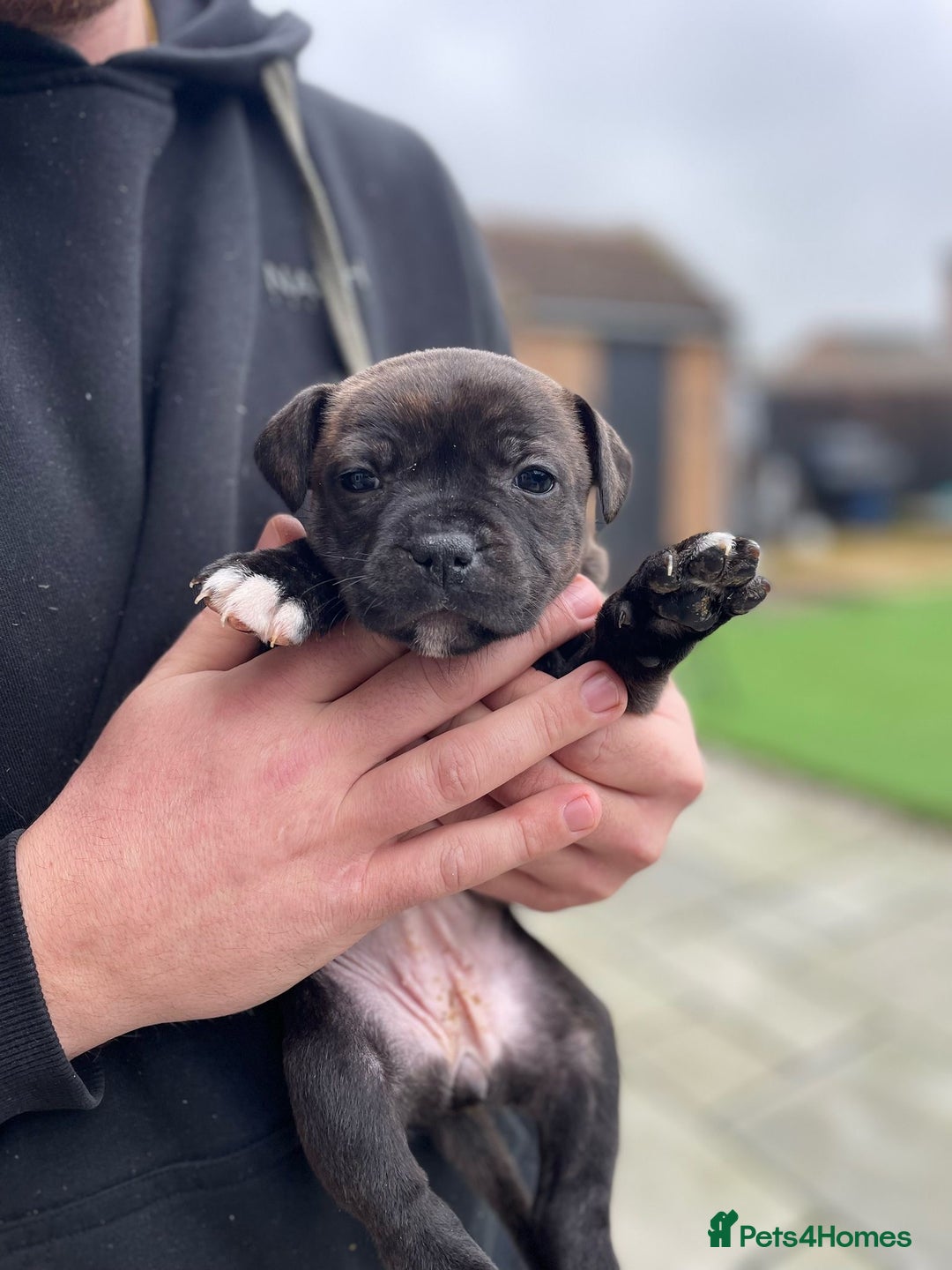 Staffordshire Bull Terrier dogs for sale: Staffordshire bull terrier puppies - Advert 7