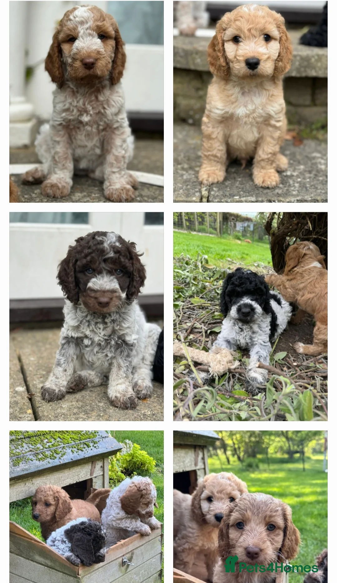 Cockapoo dogs for stud: Proven DNA tested red F1 Cockapoo Charlie for Stud in Milton Keynes - Advert 10