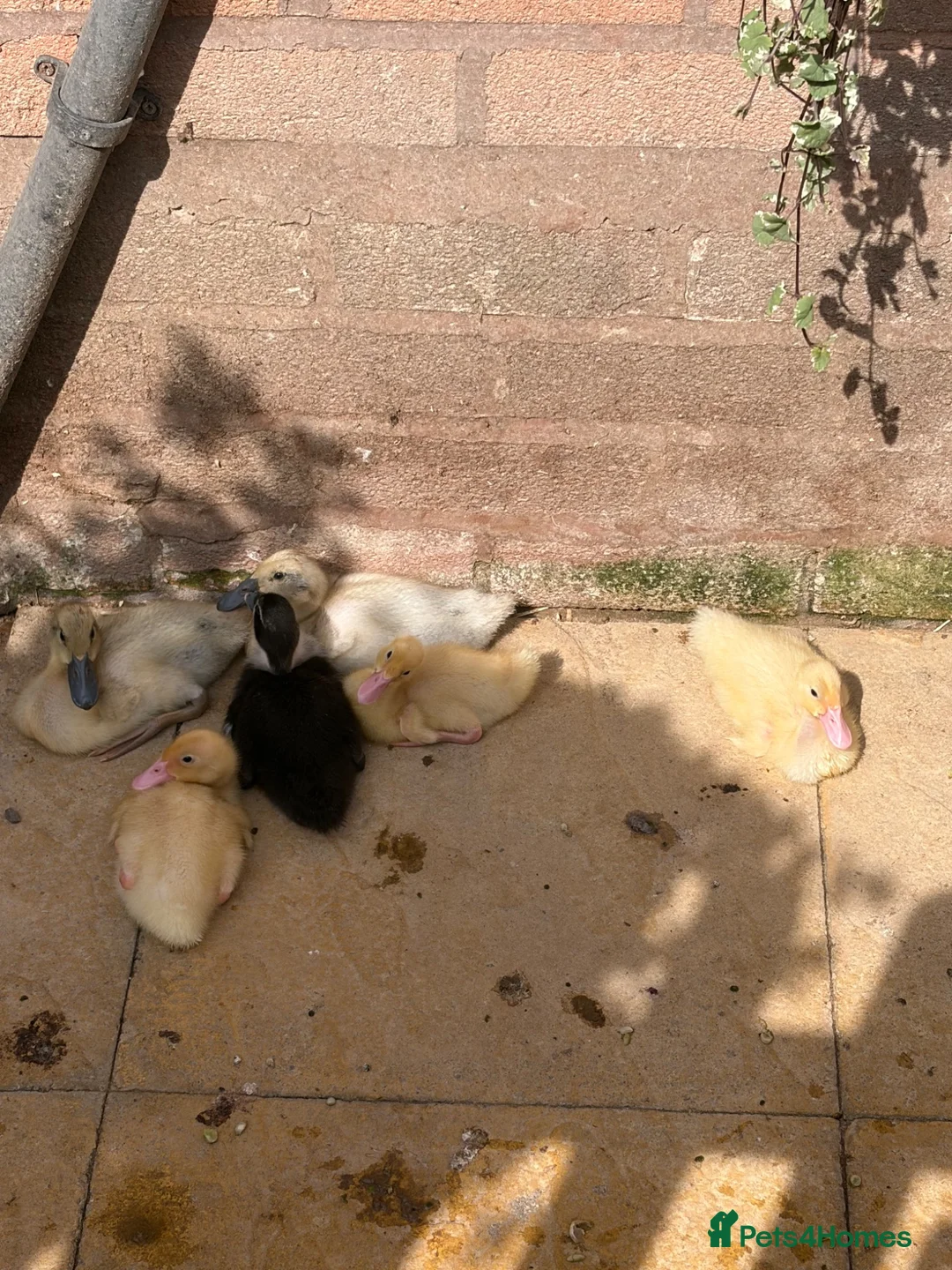 Ducks poultry for sale: Ducklings  - Advert 2