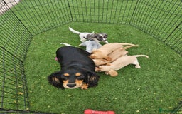 Cocker Spaniel dogs for sale: Well bred, rare coloured, working cocker spaniels - Image 16